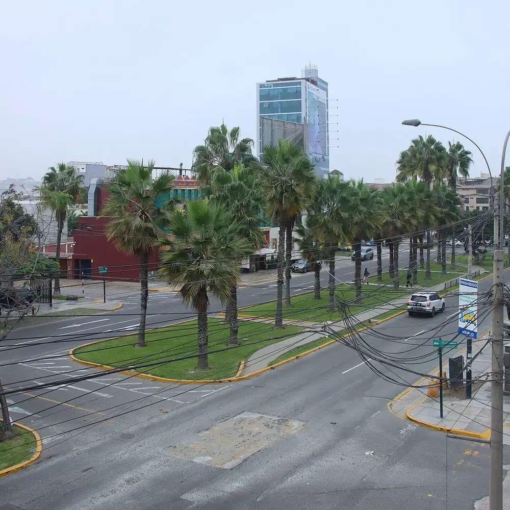 Avenida arbolada con palmeras en Santiago de Surco